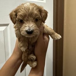 Maltipoo Puppies from Christy Mashore