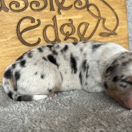 Nova - Blue merle female Australian Shepherd puppy in Litchfield, New Hampshire from Aussies Edge Farm