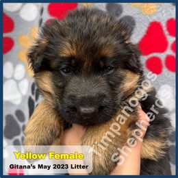 German Shepherd Puppies from Timpanogos Shepherds