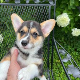 Black Beauty - Black and tan female Pembroke Welsh Corgi puppy in Blaine, Tennessee from Rose Brier Pembroke Welsh Corgis