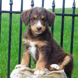 Labradoodle Puppies from North Country Kennel Club