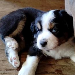 Boone - Black tri-color male Australian Shepherd puppy in Belews Creek, North Carolina from Tilley's Aussies