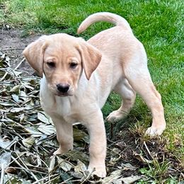 Yellow - Yellow male Labrador Retriever puppy in Spokane, Washington from Learn's Labs