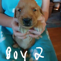 Boy 2 - Dark golden male Golden Retriever puppy in Lanesboro, Minnesota from Eagle Ridge Golden Retrievers