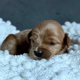 Rose - Red female Australian Labradoodle puppy in Auburn, Washington from West Valley Labradoodles