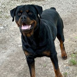 Sniper - Rottweiler