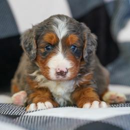 Sage - Merle female Bernedoodle puppy in Dundee, Ohio from Down Home Doodle