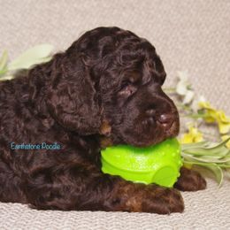 Poodle Puppies from Earthstone Poodle