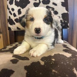 Blue Merle female 2 - Blue female Companion Cross puppy in Greenwood, South Carolina from JOY Farms