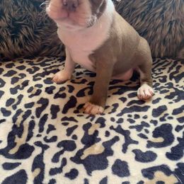 Boston Terrier Puppies from Heather's Boston Babies