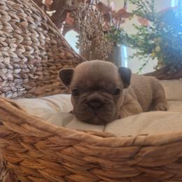 Craig - Blue fawn male French Bulldog puppy in Salina, Kansas from Peace Love frenchies