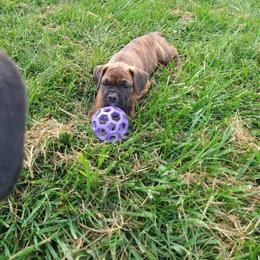 Boxer Puppies from Balltown Boxers