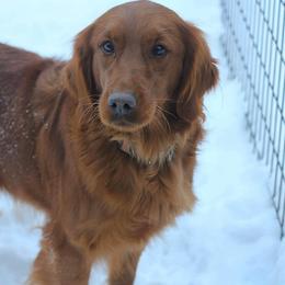 Millie - Dark golden female Golden Retriever puppy in Lucasville, Ohio from Trusting Hearts Kennel