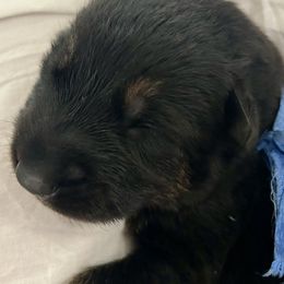 Boy 1 - Black and red male German Shepherd puppy in Rolesville, North Carolina from Ransomshire Shepherds
