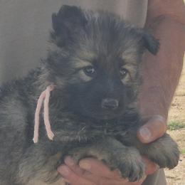 Girl 4 Pink - Sable female German Shepherd puppy in Lake George, Colorado from High Country German Shepherds