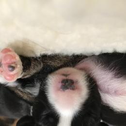 Cardigan Welsh Corgi Puppies from Grandiose Cardigan Welsh Corgis