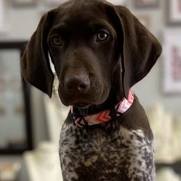 German Shorthaired Pointer Puppies from Thunder Mountain Gun Dogs