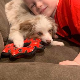 Miniature Australian Shepherd Puppies from Lockhart Mini Aussies