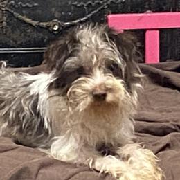 Rumer - Miniature Schnauzer