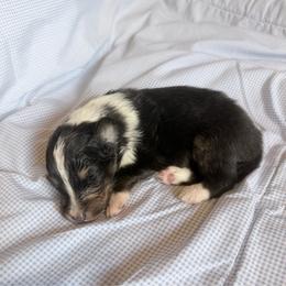 Male 2 - Black white and tan male Shetland Sheepdog puppy in Hobbs, New Mexico from Kailyn Shelties