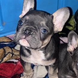 Midnite Kiss - Blue male French Bulldog puppy in New Castle, Delaware from Sasha’s Elite Kennel LLC