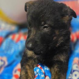 Oren - Black and tan male German Shepherd puppy in Leon, West Virginia from Heart2Heart Kennels