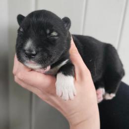 Uno - Agouti and white male Siberian Husky puppy in Lakebay, Washington from Cascade Siberians