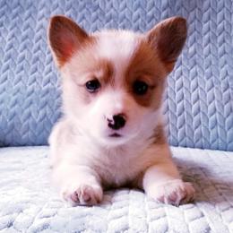 American Corgi and Pembroke Welsh Corgi Puppies from Whimsical Treasure Corgis