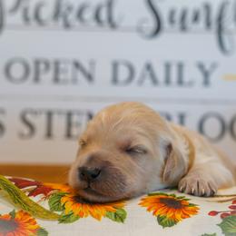 Goldendoodle Puppies from YL Goldendoodles