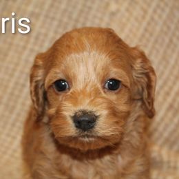 Paris - Red female Cockapoo puppy in Perry, Arkansas from Parker's Cockapoos