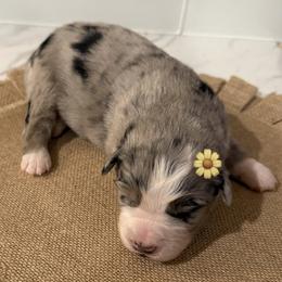 Daisy - Blue merle female Australian Shepherd puppy in Winnabow, North Carolina from Lazy Dayz Ranch