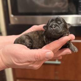 Neva - Brindle female Shih Tzu puppy in Abilene, Texas from L&L Euro Boxers and Small Town Shih Tzus