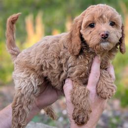 Bunny - Cream female Cavapoo puppy in Coshocton, Ohio from Forever Family Puppies