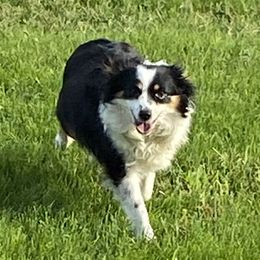 Dezi - Toy Australian Shepherd