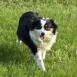 Dezi - Toy Australian Shepherd