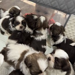 Shih Tzu puppies from Lopez Family Tails