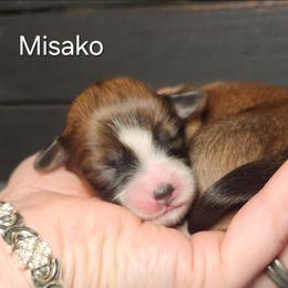 Misako - Red gold female Lhasa Apso puppy in Jefferson, New York from Absolute Lhasa Love
