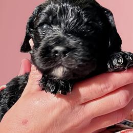 Adalyn - Black and white female Cavapoo puppy in Lexington, Kentucky from Callaway's Cavaliers