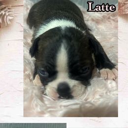 Latte - Brindle and white female Boston Terrier puppy in Brazos Point, Texas from TX Southern Belle Bostons