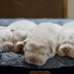 Chinese Shar-Pei puppies from SNK Shar-Pei