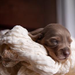 Kayda - Fawn (isabella) and tan female Dachshund puppy in Iola, Texas from Whiskey River Dachshunds