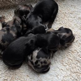 The Duchess-Alice in Wonderland Theme Litter - Dapple female Dachshund puppy in Woodland, Washington from SJs Dachshunds
