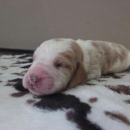 Bennet - Red and white male Basset Hound puppy in Denison, Texas from Emma Lou's Baby Bassets