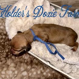 River - Cream male Dachshund puppy in Atwood, Oklahoma from Holder’s Doxie Farm