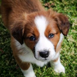 English Shepherd Puppies from Town & Country English Shepherds