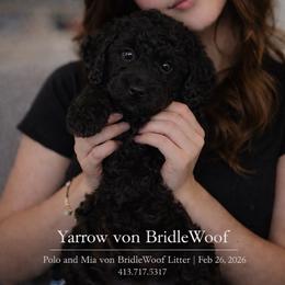 Yarrow von Bridlewoof - Black female Goldendoodle puppy in Great Barrington, Massachusetts from BridleWoof