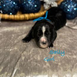 Sally - female Golden Mountain Doodle puppy in Rockville, Minnesota from Bracha Poodles & Doodles