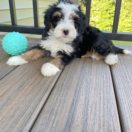 Ronny - Tri-color male Bernedoodle puppy in Holtwood, Pennsylvania from Country Ridge Puppies
