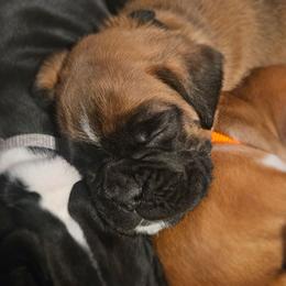 BLACK COLLAR - Fawn male Boxer puppy in Gloucester, Virginia from Keen Boxers