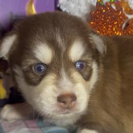 James - Chocolate male Pomsky puppy in Spring Hill, Florida from PDQ Pomskies